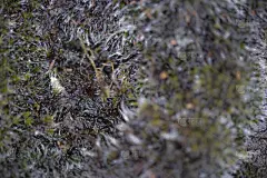 苔藓,无缝纹理,自然,褐色,式样,水平画幅,无人,夏天,瓷砖,材料