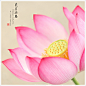 芙蓉为面
