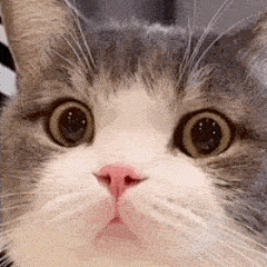 网红猫咪 | 土豆表情包 第十六弹_猫子 _【沙雕表情包_Emoticon package】_T20201218 #率叶插件，让花瓣网更好用_http://ly.jiuxihuan.net/?yqr=11126386#