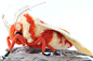 Needle Felted Moth, Large Moth Sculpture, Saturniid Moth : I was inspired by a beautiful moth from Ecuardor (possibly a Saturniid moth) and just had to try my hand at creating one in wool. This moth is