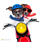 两只开摩托车的狗狗高清图片