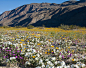 A carpet of Wildflowers from a previous year's bloom. Jerry Vaughn/Anza Borrego Foundation photo.