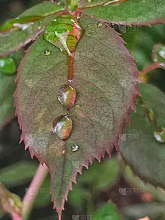 叶子上的水滴