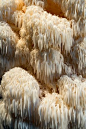 lions-mane-mushrooms: 