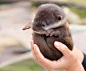 Baby Otter