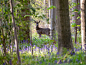 Hide and Seek : Playing hide and seek with a couple of Roe deer in the bluebells at Dalkeith Country Park. I managed to get a few shots of this one.