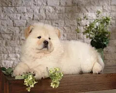 可爱的松狮犬狗狗壁纸桌面壁纸2