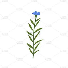抽象的蓝色野花孤立在白色背景上。野生花卉植物。草甸和草本植物。精致的春花插画手绘平面风格