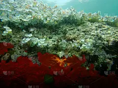 绿藻髋臼和海底红包壳海绵或橙红色包壳海绵(Crambe Crambe)
