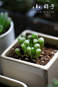 优越感阳光采集到植物