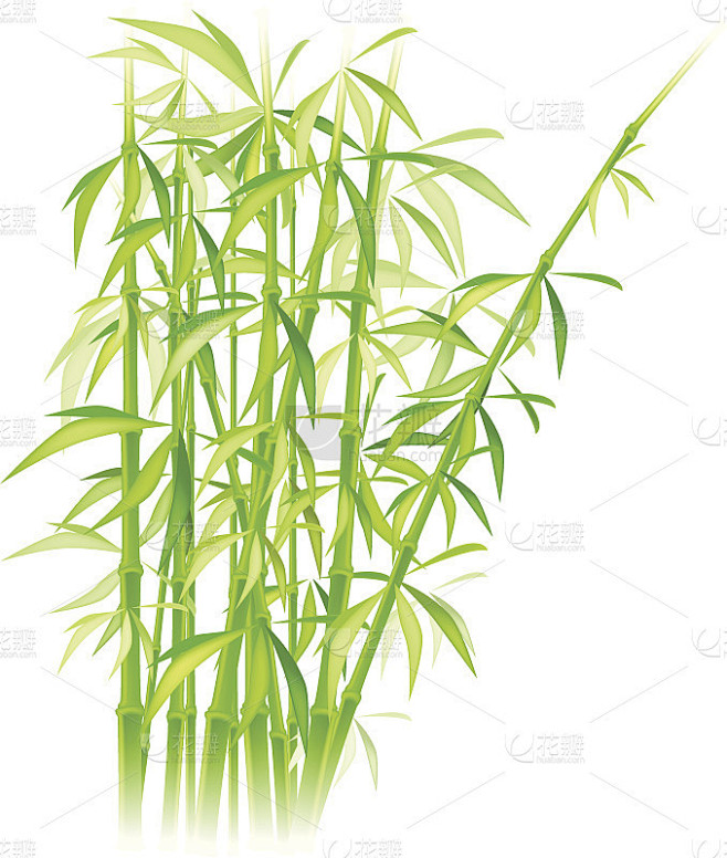 柔软的竹竿水彩