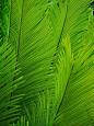 ;-) green fronds