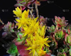 黄色的永生花在黑色的背景上。