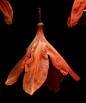 55964.04 Rhododendron calendulaceum : Explore horticultural art photos on Flickr. horticultural art has uploaded 11496 photos to Flickr.