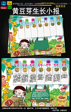 黄豆芽生长过程日记小报植物观察日记手抄报#科普手抄报##科技小报图片#