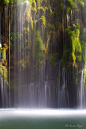 森林之泪。Mossbrae瀑布。加州，美国