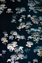 水下 水 海 海洋 水族馆 水母 动物摄影图片图片壁纸