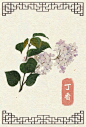 丁香 #素材#
