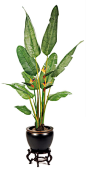Bird of Paradise Plant from plantworksnow.com :: bcr8tive: