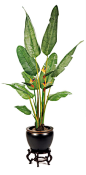 Bird of Paradise Plant from plantworksnow.com :: bcr8tive: 