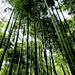 竹子 【酷图网】竹子,竹林,竹,素材,背景,绿色,绿色背景,护眼