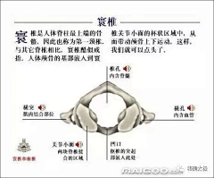 藏云不知境采集到人体骨骼结构