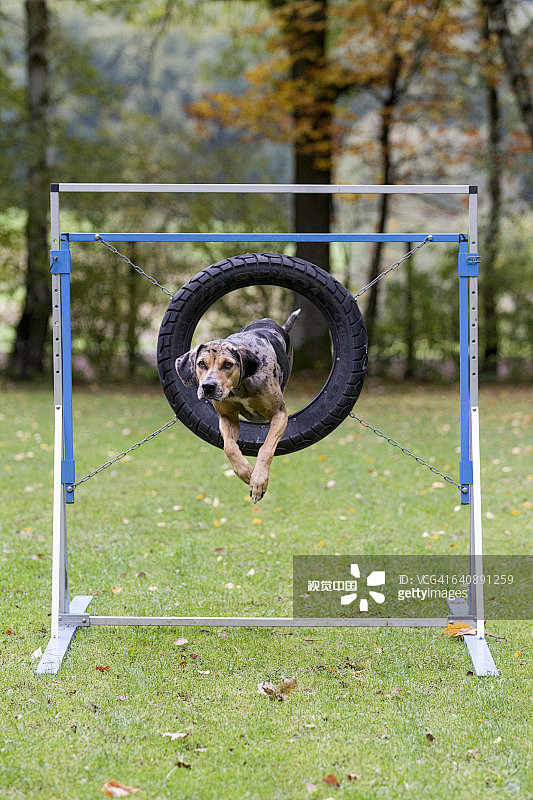 Louisiana Catahoula ...