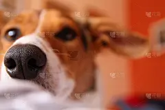 小狗狗的鼻子