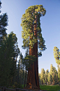 北美红杉
Rebwood tree
别名：红杉、海岸红杉、常青红杉、加利福尼亚红杉
生长环境：海岸区的低山坡上
分布：原生长于美国太平洋沿岸，在中国引种栽培。
是世界上最高的植物，最高达112米。从遥远的1.6亿年前就存在。从种子长成参天大树需要400年。
