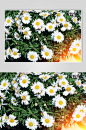 花季春季花卉摄影图鲜花照片雏菊照片小清新