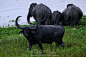 【图片】关于野生亚洲水牛【真动物迷吧】_百度贴吧