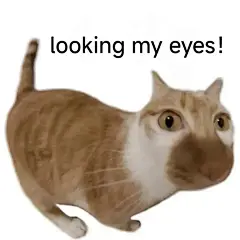《猫咪瞪大双眼的可爱模样，配文“looking my eyes”萌翻了》 表情包:looking my eyes