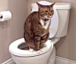 貓咪便秘症狀及防治方法
http://petbird.tw/article6993.html
導讀：飼養貓時，應注重貓咪的日常飲食，避免產生缺水狀態，也要多帶寵物多到互外走走，不要讓貓咪一直待在狹小空間，易使貓身體機能減退，缺代乏水份也易產生便秘，關於貓便秘預防及應對，以下文章一起來了解。