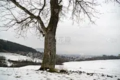 雪,被抛弃的,冬天,草地,胡桃树,天空,美,水平画幅,无人,绘画插图