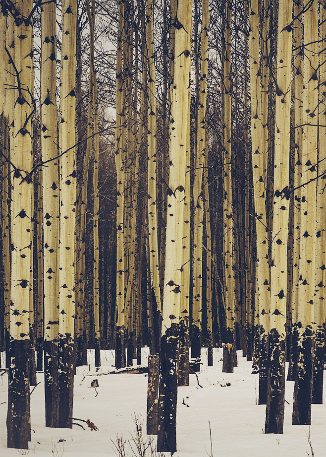 Aspen | Mark Hughes