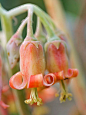 子叶——可爱的花朵<br/>cotyledon blossoms--lovely