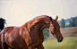 Welcome, : This is an 100% equine blog that features many different breeds and disciplines- there is something...