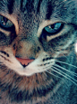 猫眼看世界~