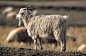 安哥拉山羊,农业,可爱的,国内著名景点,动物主题图片图片素材_ID:VCG41N1084663530