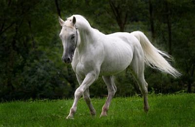 (75) Pinterest