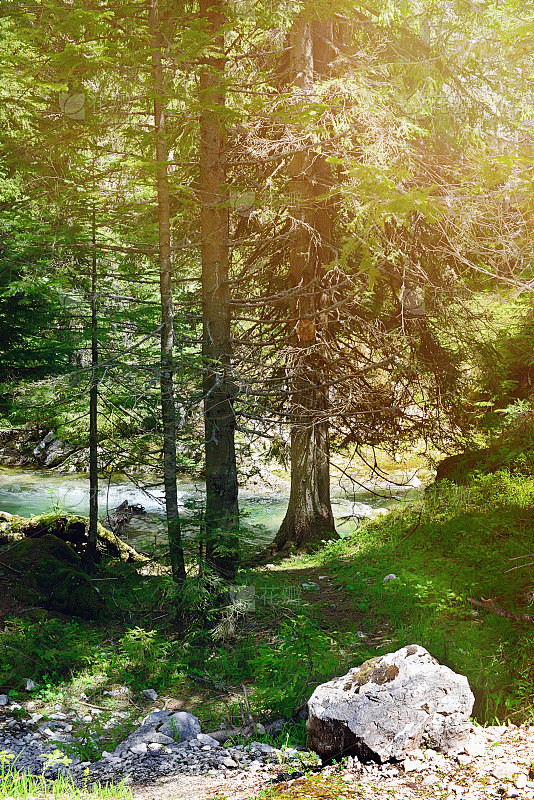 在河边的树林里