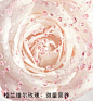 Dior - 花秘瑰萃 玫瑰微凝珠精萃液 - 3 aria_openGallery
