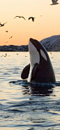 Killer Whale~San Juan Islands, between northwest US and Canada
