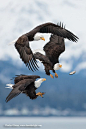 ♂ Masculine animals "Bald eagles" by Charles Glatzer, via 500px.