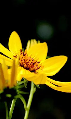 夏日唯美的小花高清手机壁纸