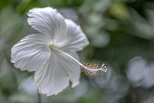 《花影迷离》