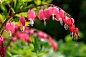 Bleeding heart