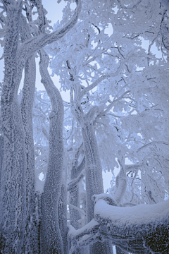 洫脃汐陽采集到雪景