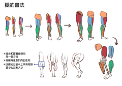 遥椰子采集到人体结构