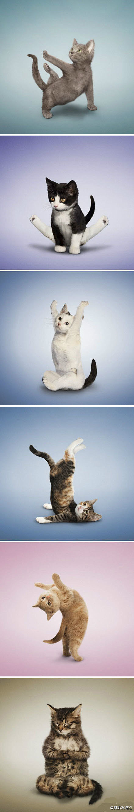摄影发烧控：做瑜伽的猫猫